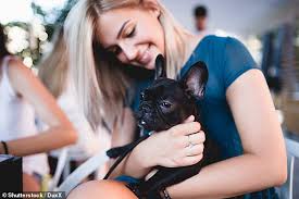 These puppies are gentle, loving and affectionate family dogs. Rspca Criticised For 4 500 Adoption Charges For Designer Breed French Bulldogs Daily Pet Journal