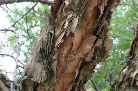 Image result for Acacia burkei