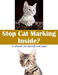 Spraying is communicative behavior male cats engage in for a variety of reasons. 10 Exceptional Cat Spray Smell How To Get Rid