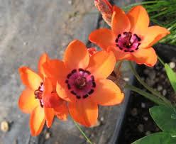 Image result for Sparaxis