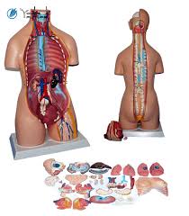 The human body is the structure of a human being.it is composed of many different types of cells that together create tissues and subsequently organ systems.they ensure homeostasis and the viability of the human body. 32 Parts Human Anatomical Torso Model Buy Human Torso Anatomical Torso Model 32 Parts Human Anatomical Torso Model Product On Alibaba Com