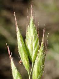 Image result for Bromus