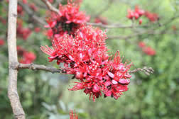 Image result for Schotia capitata