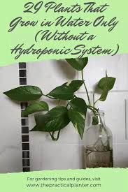 As long as you follow this zz plant watering guide, your plant will thrive, even if you occasionally forget about it. 29 Plants That Grow In Water Only Without A Hydroponic System The Practical Planter
