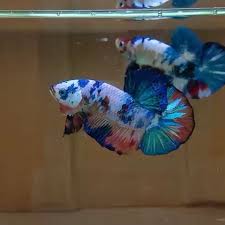 This Over Halfmoon Plakat Tail Multicolored Betta Fish Is So Cool Video Tropical Fish Aquarium Pet Fish Betta Fish Tank