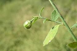 Image result for Hibiscus micranthus