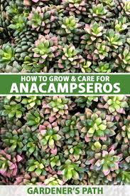 Image result for Anacampseros subnuda