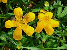 Image result for Ranunculaceae