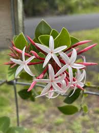 Image result for Carissa