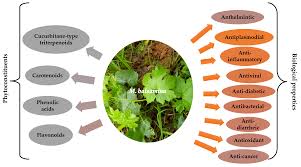 Image result for Momordica balsamina