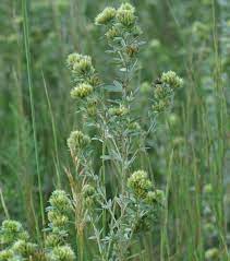 Lespedeza is adaptable to different kinds of soil that contain significant amounts of loam, clay, sand, or rocky material. Plants Of Louisiana