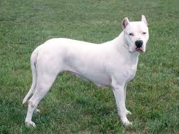 Dogo Argentino Dogs Dog Breeds Hunting Dogs