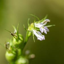 Image result for Lobelia trullifolia