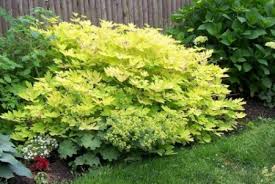 Find golden hearts bleeding heart (dicentra spectabilis 'gold heart') in inver grove heights, minnesota (mn) at gertens (gold heart bleeding heart) javascript seems to be disabled in your browser. Spectabilis Gold Heart Bleeding Heart Nana S Bloomers