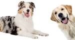 Australian Retriever Puppies for Sale - DogsNow
