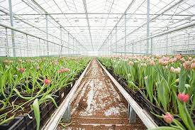 Check spelling or type a new query. Can You Make Money On Tulips