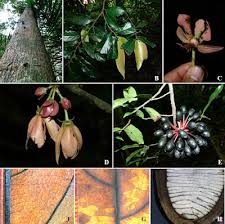 Image result for Monoon