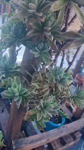 Image result for Aeollanthus parvifolius