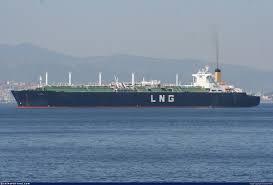 Image result for Galeomma