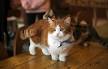 14 Adorable Small Cat Breeds | LoveToKnow