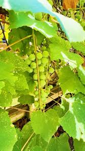 Image result for Tetranychidae grapevine