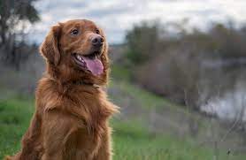 However, free labrador dogs and puppies are a rarity as rescues usually charge a small adoption fee to cover their expenses (usually less than $200). Red Golden Retriever The Complete Dog Breed Guide All Things Dogs All Things Dogs