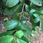 Image result for Rauvolfia vomitoria