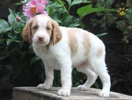 Brittany spaniel puppies for sale by top dog breeders. Little Guy Brittany Spaniel Puppy For Sale In Christiana Pa Happy Valentines Day Happyvalentinesday2016i