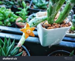 Image result for Orbea schweinfurthii