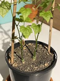 Image result for Kedrostis africana