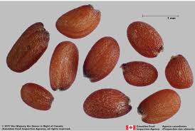 Image result for Erucastrum arabicum