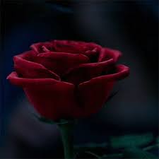 Beauty and the beast | ✶*. Beauty And The Beast Gif Id 14987 Gif Abyss