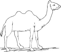 Set off fireworks to wish amer. Free Printable Camel Coloring Pages For Kids