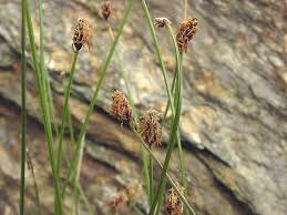 Image result for Eleocharis variegata