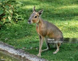 Image result for Dolichos junodii