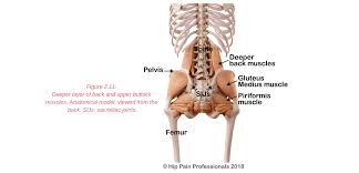 The muscles of the lower back, including the erector spinae and quadratus lumborum muscles, contract to extend and laterally bend the vertebral column. Hip Pain Explained Including Structures Anatomy Of The Hip And Pelvis