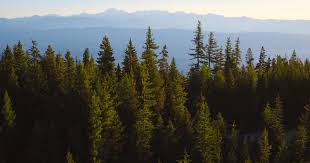 Eastern white pine is the state tree of several states. What Trees Know About Fire