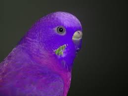 Some Random Old Budgie Pics Talk Budgies Forums Parakeet Colors Budgies Budgies Bird