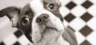 In the event that you do not find your dream property in sri lanka, you can directly contact any of our member estate agents who advertise on. The Boston Terrier Modern Dog Magazine