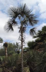 Image result for Coccothrinax