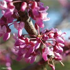 The attractive cinnamon colored bark is. American Redbud Tree On The Tree Guide At Arborday Org