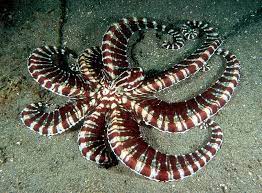 In laughing octopus' case, she. Absurd Creature Of The Week The Octopus That Does Incredible Impressions Of Fish And Snakes Wired