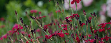 Contact Lupin Garden Maintenance Landscaping Birmingham
