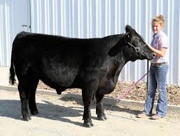 Science to showing steers: Competitions test showmanship, breeding in  Powell