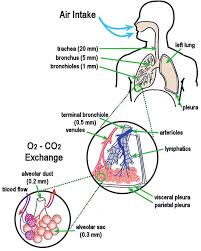 4 Schematic Diagram Of The Human Respiratory System Showing
