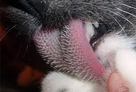 Kedi Dili Kedi Esprileri Kedi Hayvan