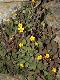 Image result for Oxalis anthelmintica