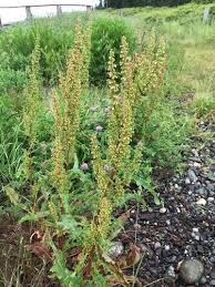 Image result for Chlorophytum amplexicaule