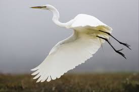 The bill is thick, long, and curved downward. Tpwd Texas Whooper Watch Whooping Crane Look Alikes