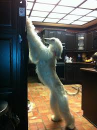 Pin By Gypsysteelblu On Afghan Hounds Afghan Hound Afghan Hound Puppy Hound Dog